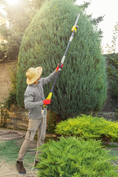 How Our Tree Care Process Works  in Governors Village, NC